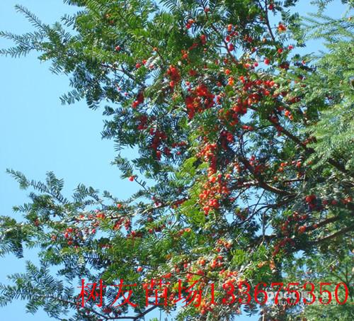 供應(yīng)紅豆杉苗批發(fā)，紅豆杉苗基地，紅豆杉廠家直銷