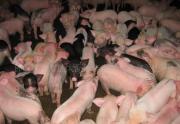 佛山新鮮乳豬大量批發(fā)