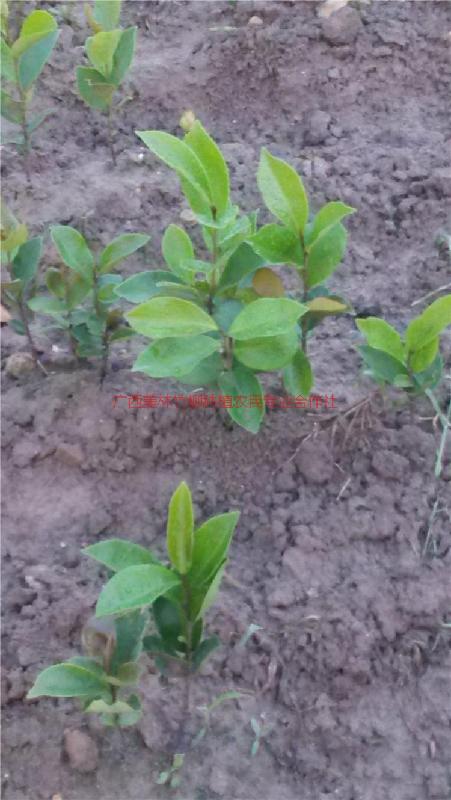 供应软枝油茶苗批发商,宾阳软枝油茶苗价钱,广西软枝油茶苗报价图片