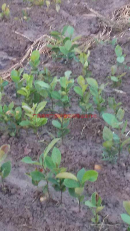 供應(yīng)軟枝油茶批發(fā)軟枝油茶價錢,軟枝油茶批發(fā)市場,軟枝油茶價錢