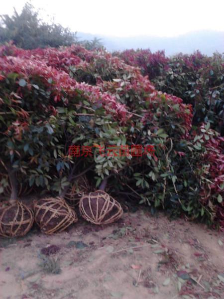 供應(yīng)紅葉石楠球批發(fā)價格