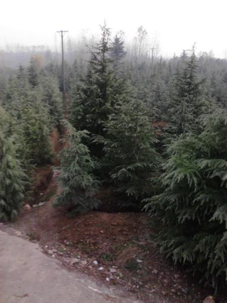 供應用于綠化的 雪松1.5米農戶自產自銷*上車報價