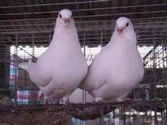 白羽王鴿 白羽王鴿報(bào)價(jià) 白羽王鴿廠家