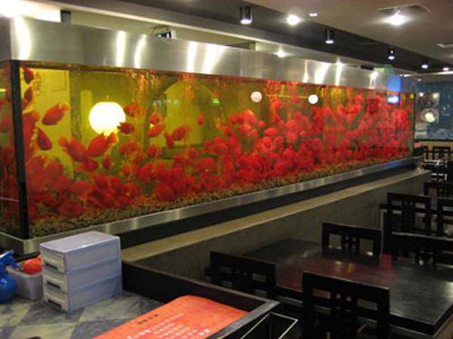 珠江新城清洗魚缸， 廣州上門清洗魚缸，錦鯉魚池清洗，天河上門洗魚缸