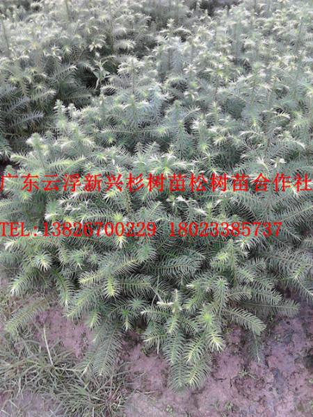 供應(yīng)清遠(yuǎn)速生杉苗基地  河源速生杉苗基地  德慶速生杉苗基地