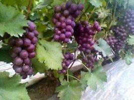 供應(yīng)榮名五號(hào)葡萄苗