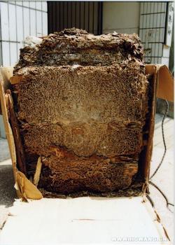 供應(yīng)高州治白蟻的經(jīng)過(guò)