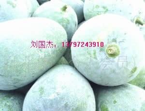 湖北白皮冬瓜 咸寧白皮冬瓜蔬菜基地