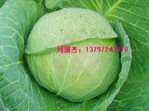 嘉魚(yú)包菜基地 咸寧包菜供應(yīng)基地