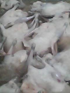 供應(yīng)鵝肉制品 佛山鵝肉價(jià)格 佛山鵝肉直銷批發(fā)  佛山鵝肉價(jià)格