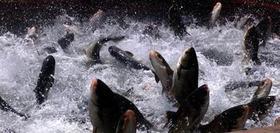 北京草魚苗養(yǎng)殖場圖片