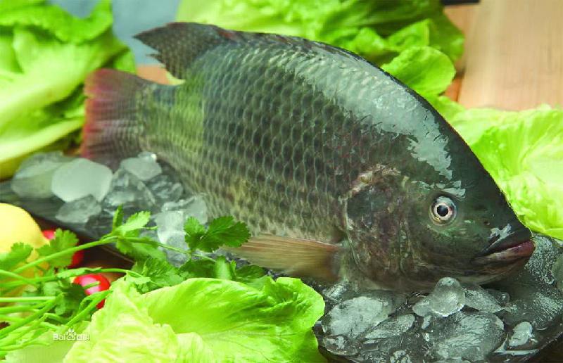 供應(yīng)北京羅非魚苗供應(yīng)，北京羅非魚苗供應(yīng)商