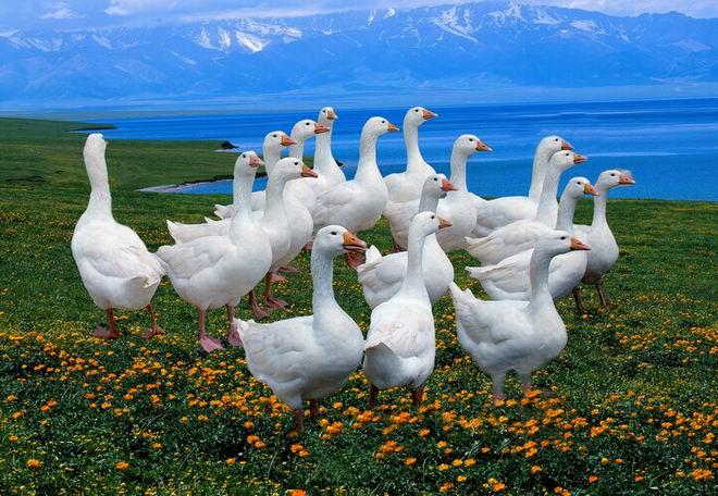 批量出售長白鵝鵝苗、脫溫鵝苗