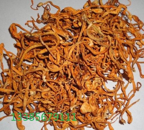 供應(yīng)養(yǎng)生金蟲草