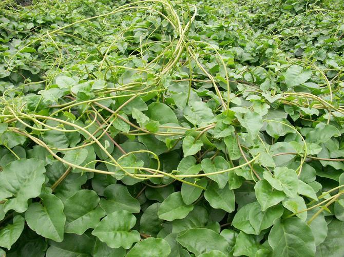 供應(yīng)沛縣藤三七種苗種球采購/藤三七/洋落葵/川三七種苗