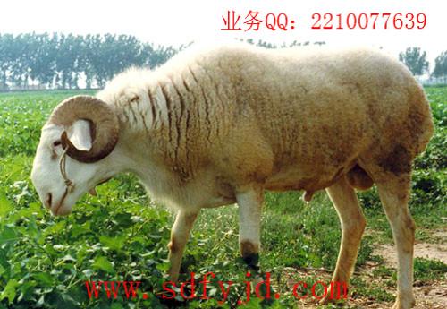 供應(yīng)*出售純種小尾寒羊質(zhì)量?jī)?yōu)