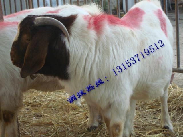 供應(yīng)*出售*羊羔