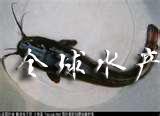 廣州白云區(qū)黃桑魚批發(fā)圖片
