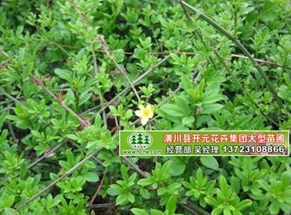 一年生迎春苗_二年生迎春苗_高60公分迎春