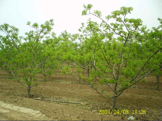 供应各种规格山楂树苹果树枣树 花椒树图片