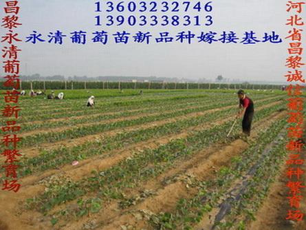 供應(yīng)用于種植的金田美指新品種，金田美指新品種批發(fā)，果粒大、品質(zhì)優(yōu)、抗病、產(chǎn)量高