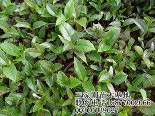 供應(yīng)桂花小苗批發(fā) 廣西南寧桂花鎮(zhèn)扦插3年生50-70公分高丹桂桂苗