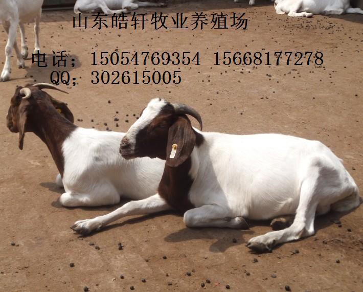 海興*種羊價(jià)格