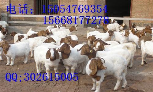供應(yīng)銀川肉羊價(jià)格*小尾寒羊