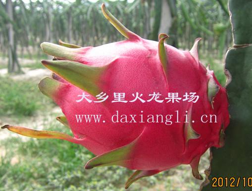 廣州紫心火龍果苗批發(fā)商、廣州增城紫心火龍果苗批發(fā)價(jià)格