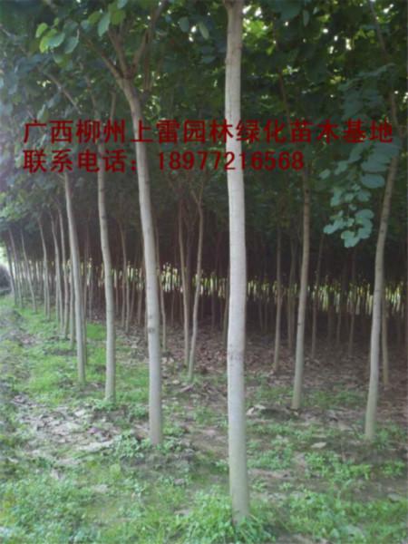 供應宮粉紫荊袋苗地苗怎么種植，宮粉紫荊袋苗地苗怎么種植好
