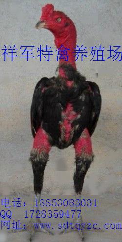 供應(yīng)安寧市越南斗雞出售