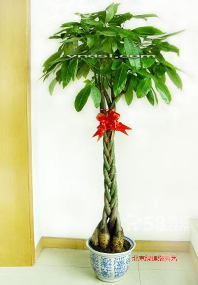 供應(yīng)北京室內(nèi)花卉租賃北京綠植租擺