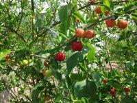 供應針葉櫻桃樹苗供應商，針葉櫻桃樹苗出售，針葉櫻桃樹苗供應