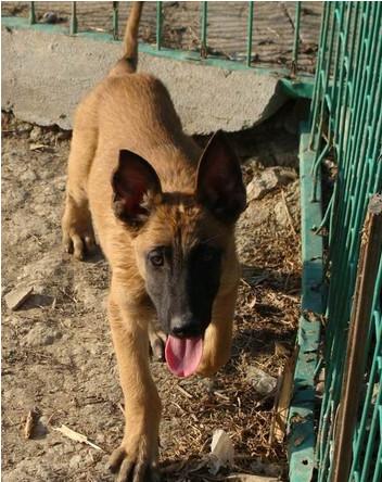 供應(yīng)常年出售馬犬