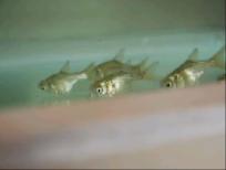 供應(yīng)廣東縮骨鳙魚(yú)苗出售、，珠江三角洲縮骨鳙魚(yú)苗價(jià)格、大頭魚(yú)苗送貨上門