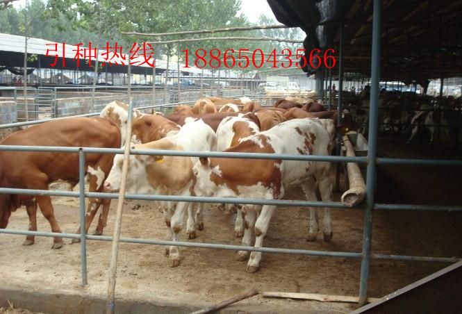 正規(guī)養(yǎng)殖場圖片/正規(guī)養(yǎng)殖場樣板圖 (4)
