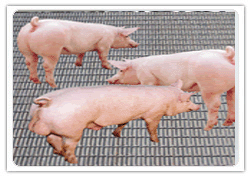 河北安平養(yǎng)豬網(wǎng)鐵絲網(wǎng)圖片