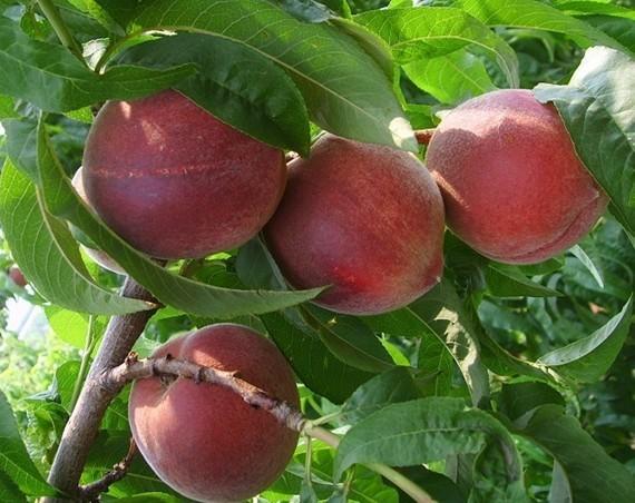 早熟桃苗河北春雪桃圖片