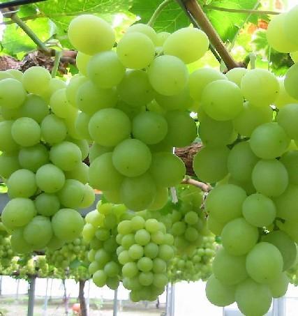 葡萄青苗價(jià)格圖片