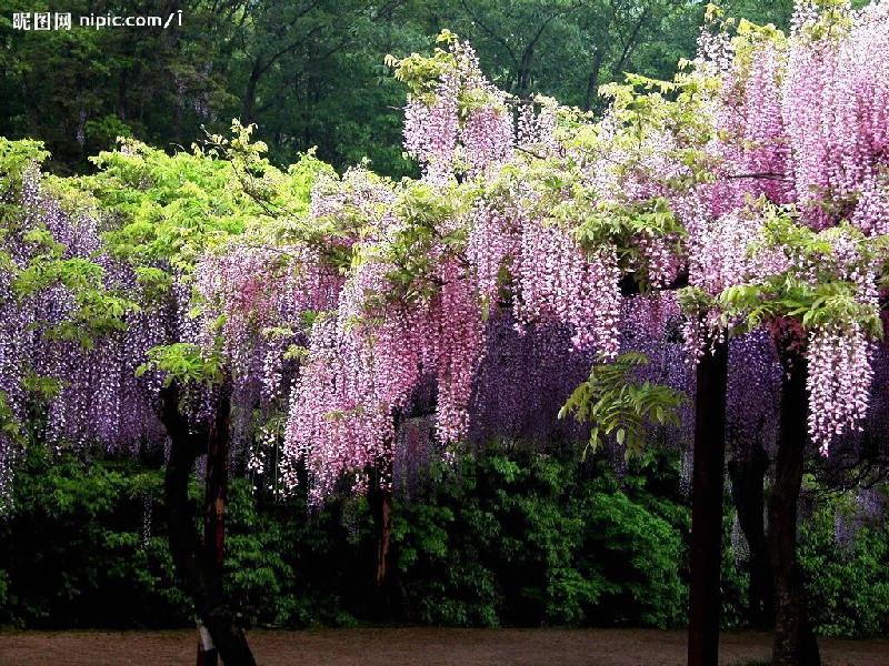 丁香圖片/丁香樣板圖 (2)