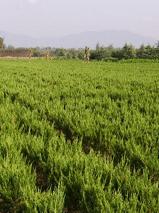 供應(yīng)龍柏柱/山東龍柏柱/山東龍柏柱價(jià)格/龍柏柱*報(bào)價(jià)