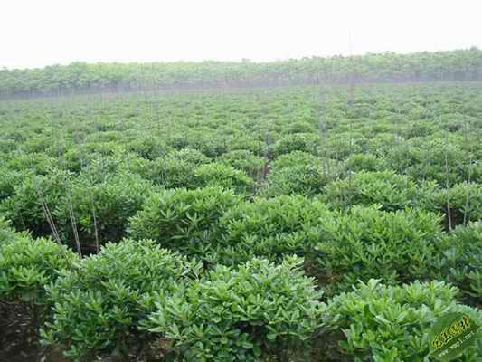 供應(yīng)泰山衛(wèi)矛球價(jià)格 /山東衛(wèi)矛球報(bào)價(jià)/衛(wèi)矛球大量批發(fā)