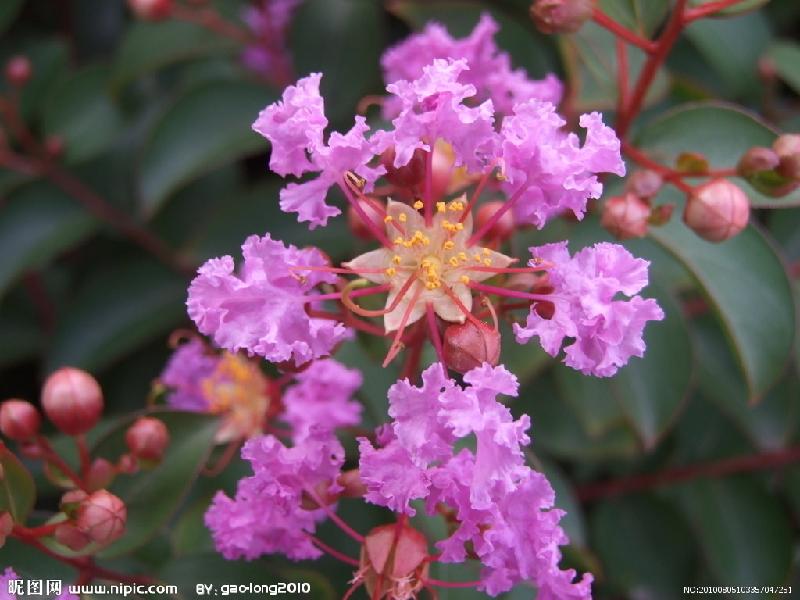 泰山丁香報價圖片