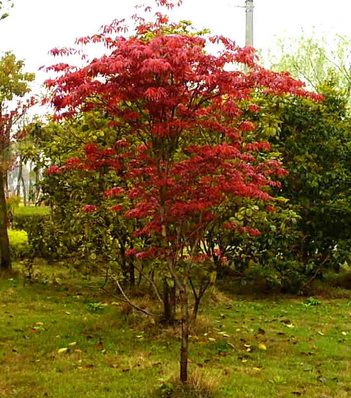 供應(yīng)西府海棠/山東西府海棠/山東西府海棠樹價(jià)格/西府海棠*報(bào)價(jià)