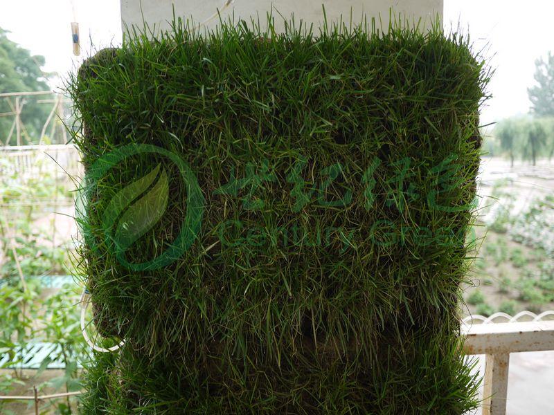 供應(yīng)椰毯  環(huán)保椰絲植被毯  椰絲毯價(jià)格  椰絲植被毯