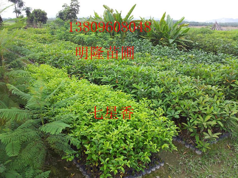 供應(yīng)沉香木苗種植園