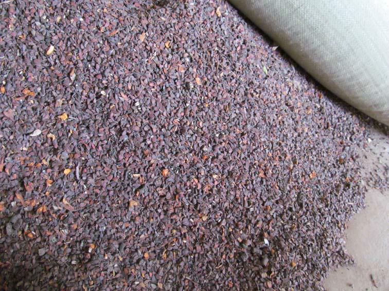 木瓜種子湖北木瓜種子圖片