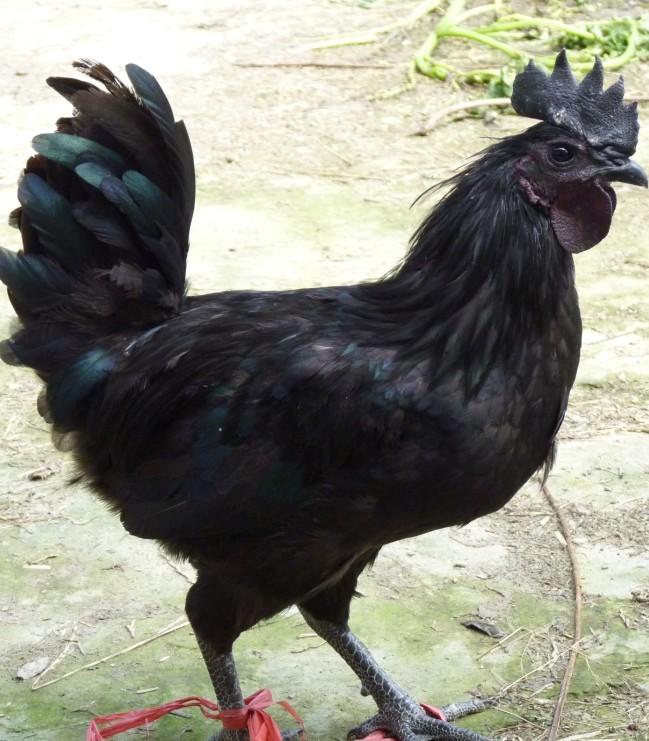 供應(yīng)徐州綠殼蛋雞