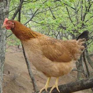 供應(yīng)徐州土雞蛋