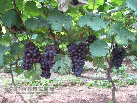 供應(yīng)徐州夏黑葡萄苗